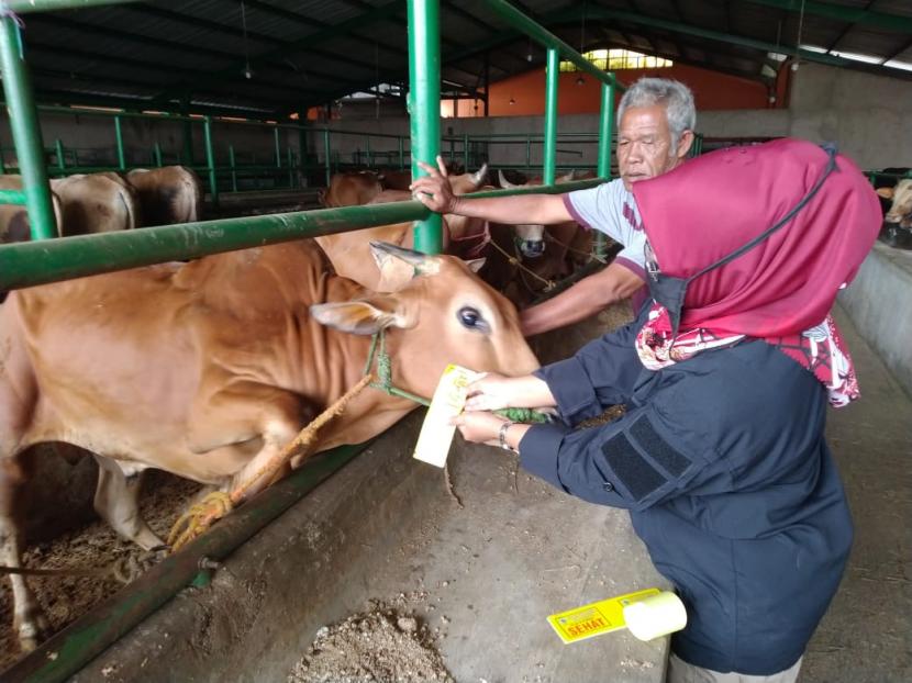 Penyelenggara Qurban di Yogyakarta Harus Izin Wali Kota. Petugas memeriksa suhu hewan qurban yang dijual.