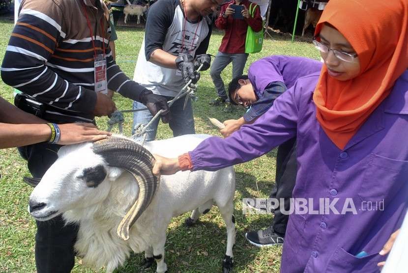 Petugas memeriksa suhu tubuh domba saat pemeriksaan hewan kurban di Bursa Hewan Kurban, Pusat Penelitian dan Pengembangan Peternakan (Puslitbangnak) di Jalan Pajajaran, Kota Bogor, Jawa Barat, Sabtu (11/8). 