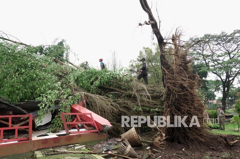 Petugas memotong pohon beringin yang roboh dan menimpa bangunan, akibat terkena angin kencang dan hujan deras di Purbalingga.