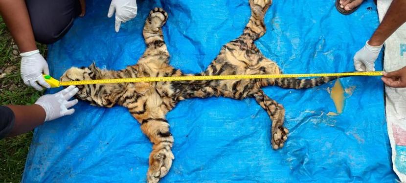 Petugas memperlihatkan barang bukti berupa satu kulit Harimau Sumatra utuh di Aceh, Senin (25/10). Petugas mengamankan kulit satwa dilindungi itu dari tangan tiga pelaku yang hendak menjualnya.