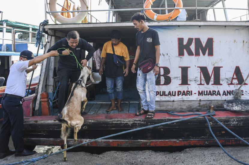 Petugas menaikkan kambing kurban ke dalam kapal motor di Pelabuhan kaliadem, Muara Angke, Jakarta Utara, Kamis (7/7/2022), untuk dibawa ke Kepulauan Seribu.