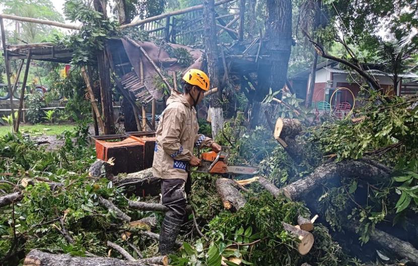 Petugas menangani pohon yang tumbang di wilayah Kabupaten Bantul, Daerah Istimewa Yogyakarta (DIY), Jumat (19/1/2024).