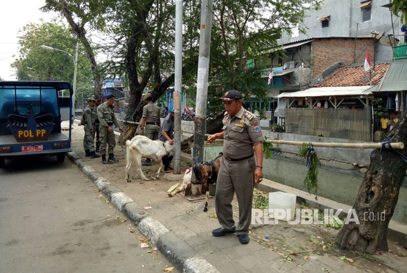 Petugas menertibkan kambing Robert yang dijual di atas Trotoar di Jl Krendang Utara Tambora Jakbar. 