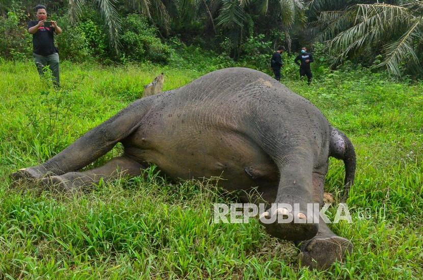 Bangkai gajah sumatera (Ilustrasi). Seekor gajah sumatera ditemukan mati di aeral konsesi HPHTI Distrik Nilo, Kab Pelalawan, Riau, Selasa (11/7/2023).