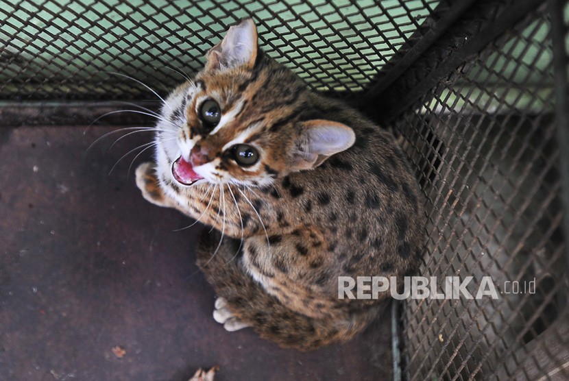 Petugas mengamPetugas mengamankan Kucing Hutan (Felis bengalensis) di Kantor Balai Konservasi Sumber Daya Alam (BKSDA) Banten di Serang, Rabu (4/9/2019). 
