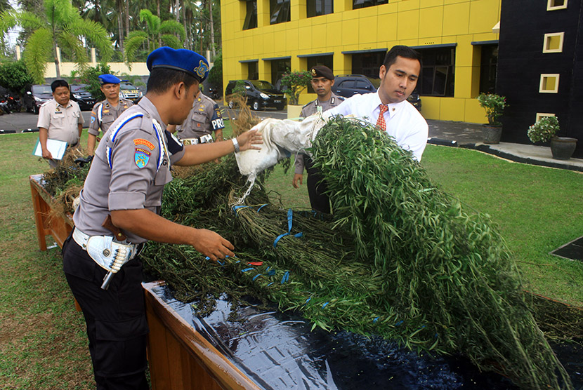 Petugas mengangkat pohon ganja basah saat rilis barang bukti hasil sitaan ladang ganja di halaman Polda Bengkulu, Senin (23/11).