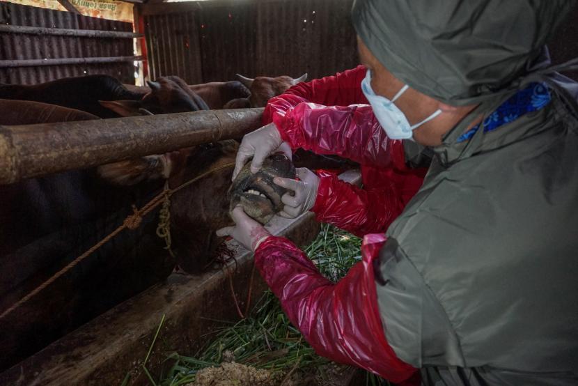 Petugas mengecek kondisi sapi milik warga di Kabupaten Batang, Jawa Tengah, Selasa (17/5/2022). Vaksinasi hewan ternak untuk mengantisipasi penyakit mulut dan kuku (PMK) di Provinsi Jawa Tengah akan mulai dilaksanakan secara bertahap pada Kamis (23/6/2022). 