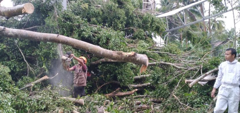 Petugas mengevakuasi pohon tumbang di kawasan objek wisata Pantai Batu Hiu, Kabupaten Pangandaran, Jumat (18/3/2022).