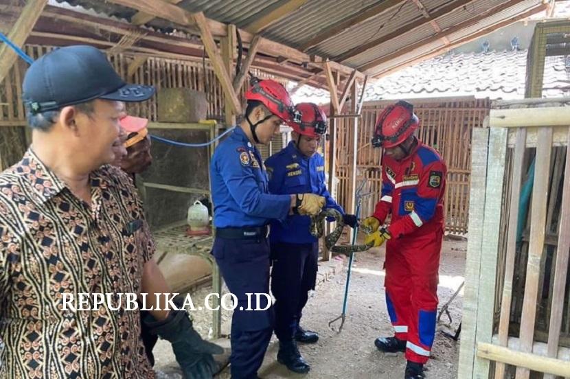 Petugas mengevakuasi ular piton dari dalam kandang ternak milik warga desa Ngepeh, Kecamatan Tugu, Trenggalek, Kamis (7/12/2023).
