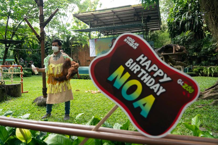 Petugas menggendong Noa bayi Orang Utan (Pongo pygmaeus) di Gembira Loka Zoo Umbulharjo, Yogyakarta, Jumat (3/6/2022). GL Zoo akan memberikan tiket gratis dalam jumlah terbatas bagi pemilik nama Agus dan pengunjung yang lahir pada 17 Agustus.