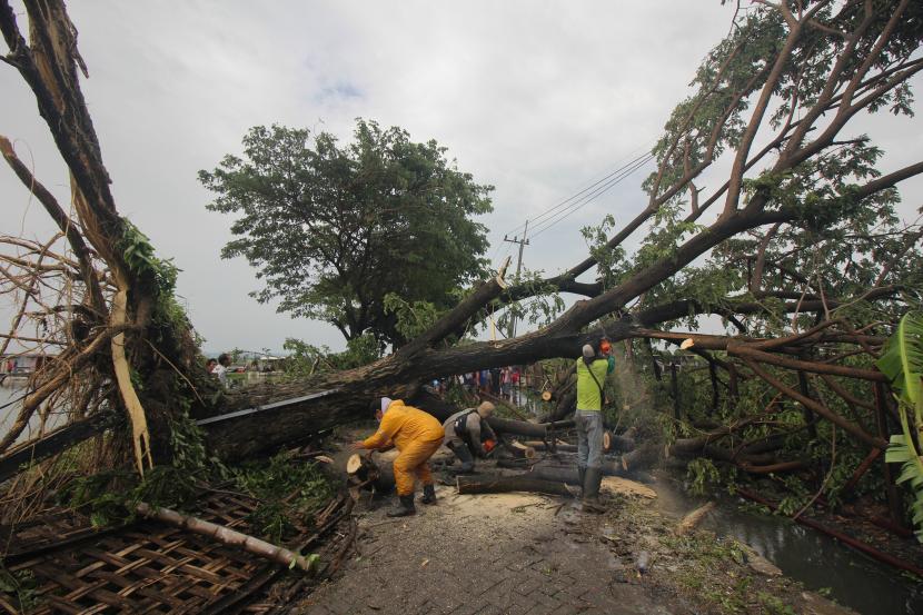 Petugas menggergaji pohon yang tumbang di Jalan Bandarejo, Surabaya, Jawa Timur, Ahad (28/2/2021). Hujan deras disertai angin kencang di kawasan Wonosari Besar, Surabaya dan Bandarejo, Surabaya menyebabkan sejumlah pohon tumbang.
