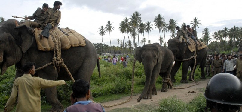 Petugas menggunakan dua gajah jinak dewasa untuk menggiring gajah yang mengamuk ke hutan terdekat. 