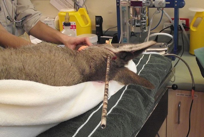 Petugas mengikat ujung kedua panah untuk mengurangi kerusakan jaringan sel ketika berusaha mencabutnya dari kepala kangguru betina.