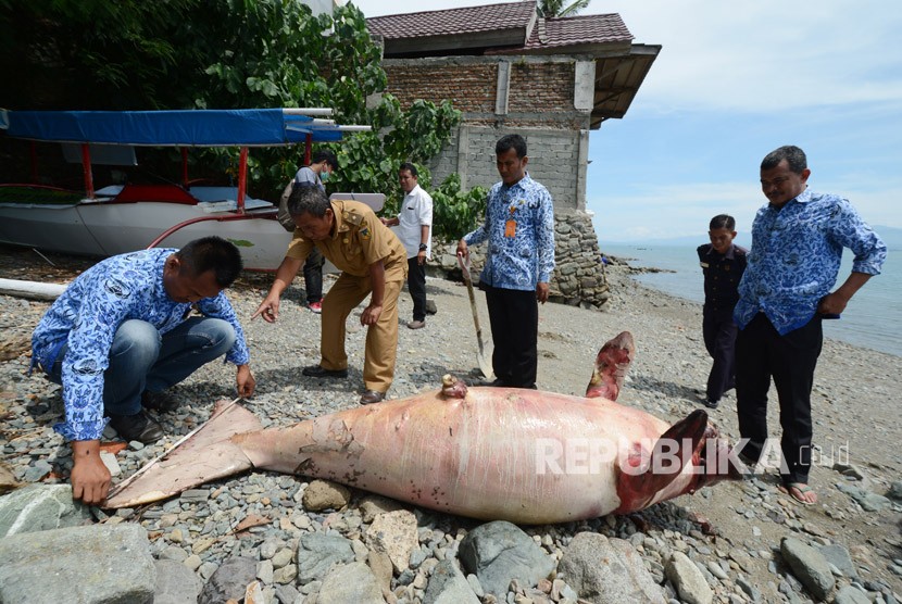 Petugas mengukur lebar ekor Dugong atau Duyung (Dugon Dugong) yang mati terdampar di pantai (ilustrasi)