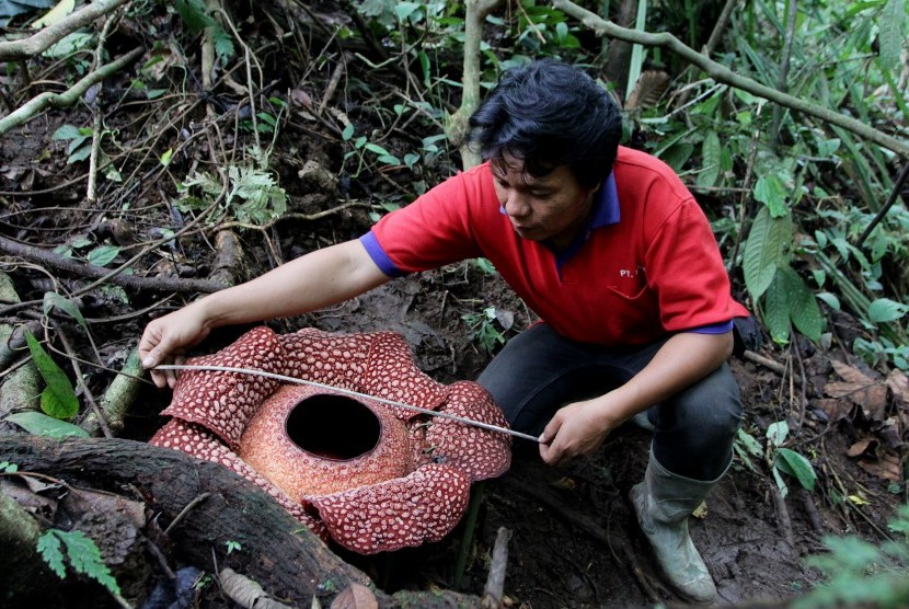 Petugas mengukur Rafflesia arnoldii enam kelopak yang mekar di kawasan Hutan Lindung (HL) Bukit Daun, Kabupaten Taba Penajung, Bengkulu.