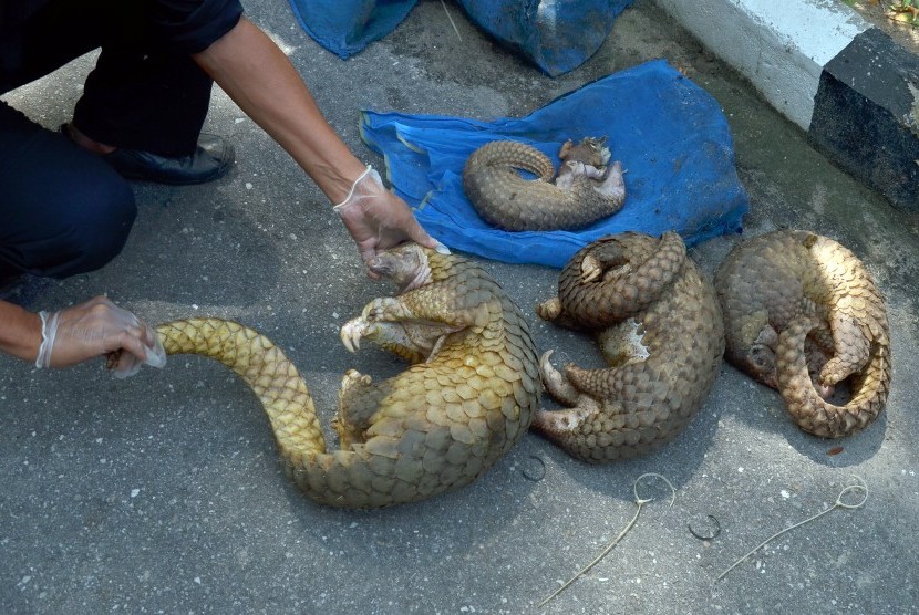 Petugas mengumpulkan trenggiling (Manis Javanica) yang mati setelah diselamatkan dari para penyelundup, di Balai Besar Konservasi Sumber Daya Alam (BBKSDA) Riau, di Kota Pekanbaru, Rabu (25/10). 