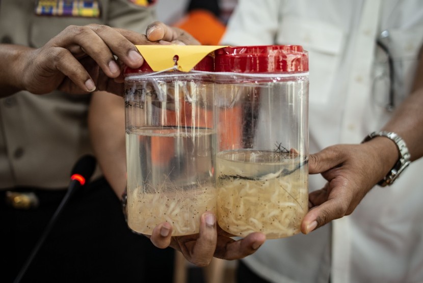 Petugas menunjukkan barang bukti saat keterangan pers soal pengungkapan kasus benih lobster di Direktorat Tindak Pidana Tertentu (Dit Tipidter) Bareskrim Polri, Jakarta, Kamis (11/7/2019).