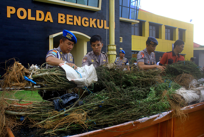 Petugas menunjukkan pohon ganja basah saat rilis barang bukti hasil sitaan ladang ganja di halaman Polda Bengkulu, Senin (23/11).