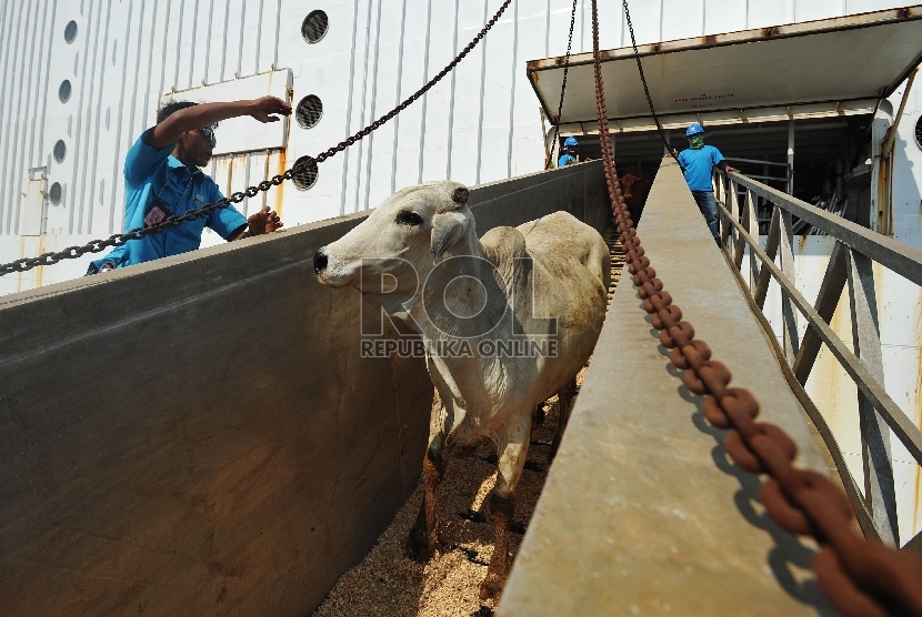  Petugas menurunkan sapi impor asal australia di Pelabuhan Tanjung Priok, Rabu (2/9).