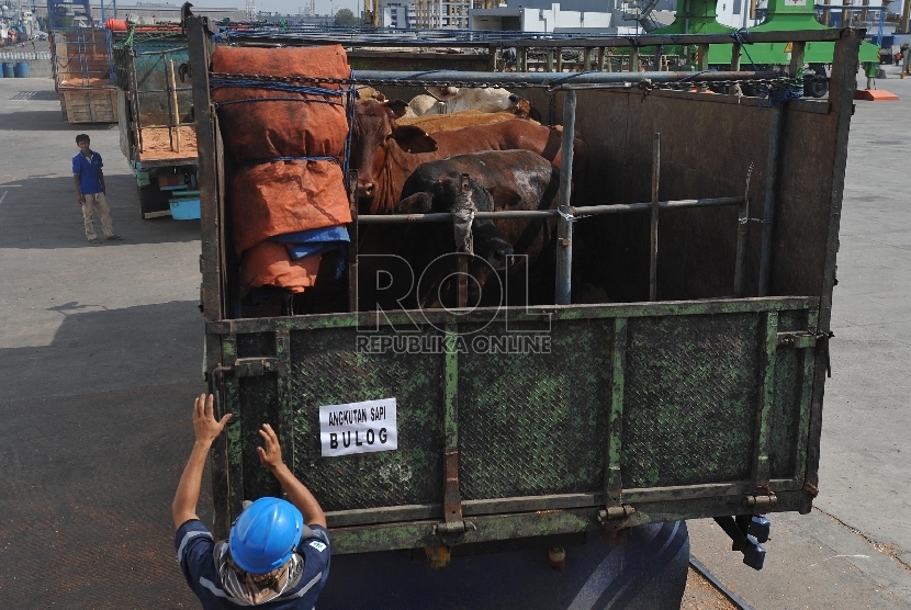 Petugas menurunkan sapi impor asal australia di Pelabuhan Tanjung Priok, Rabu (2/9).