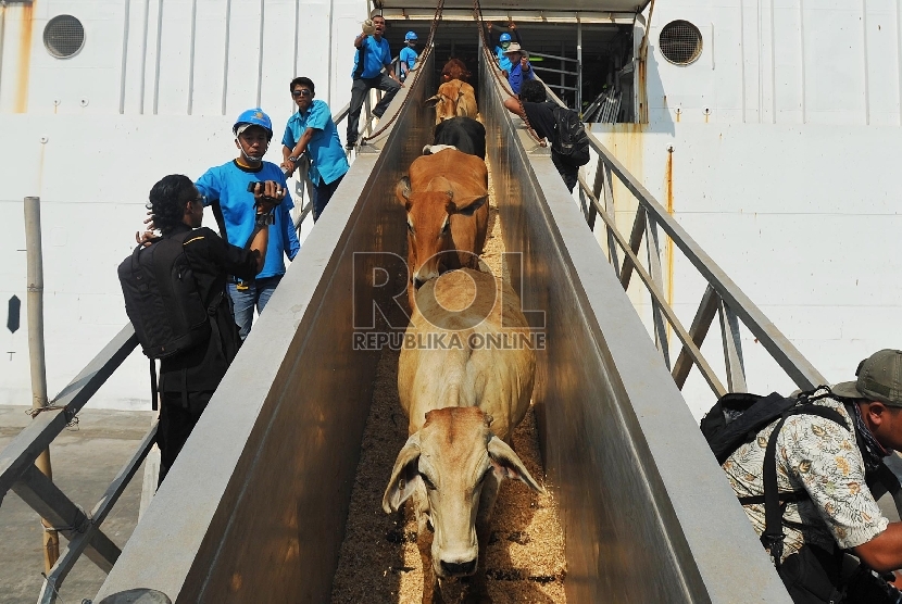 Petugas menurunkan sapi impor asal Australia di Pelabuhan Tanjung Priok, beberapa waktu lalu.Republika/Edwin Dwi Putranto