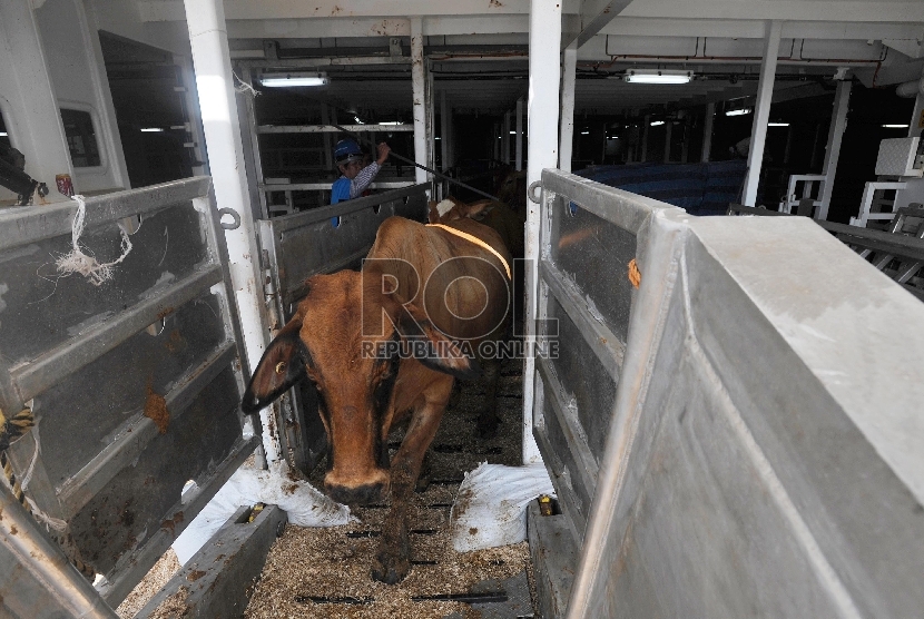 Petugas menurunkan sapi impor asal australia di Pelabuhan Tanjung Priok, Rabu (2/9).Republika/Edwin Dwi Putranto