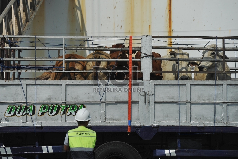 Petugas menurunkan sapi impor asal australia di Pelabuhan Tanjung Priok, Rabu (2/9).Republika/Edwin Dwi Putranto