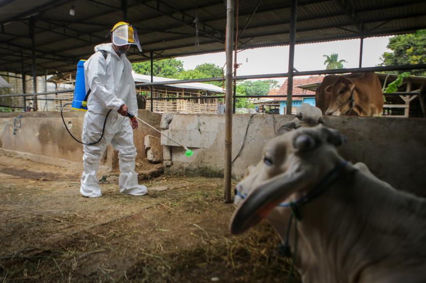 Petugas menyemprotkan cairan disinfektan di salah satu peternakan hewan di Panongan, Kabupaten Tangerang, Banten. Pemkab Tangerang melakukan sterilisasi kandang sapi yang tertular wabah PMK.