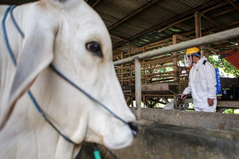 Petugas menyemprotkan cairan disinfektan di salah satu peternakan hewan (ilustrasi)