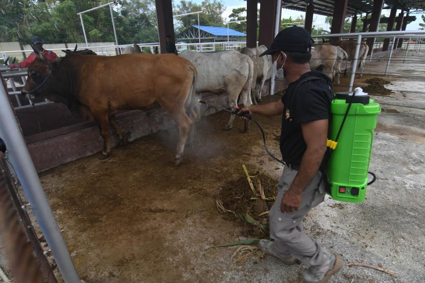 Petugas menyemprotkan cairan disinfektan ke sapi yang diisolasi karena penyakit mulut dan kuku (PMK). Ilustrasi.