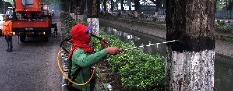 Petugas menyemprotkan insektisida untuk mencegah penyebaran ulat bulu.