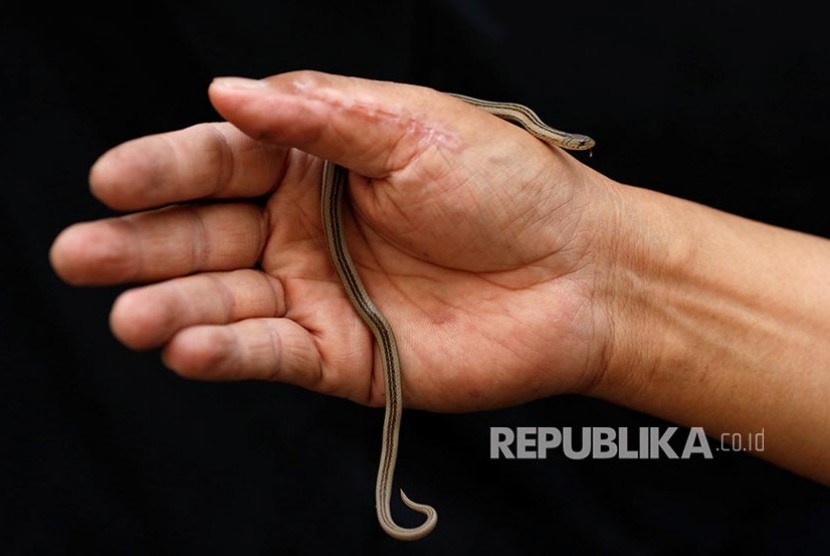 Remaja berusia 11 tahun di Bandung meninggal usai digigit ular weling. Ilustrasi.