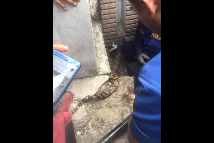 Petugas pemadam kebakaran berupaya menyelamatkan seekor ular Sanca Kembang yang terperangkap di lubang tembok warga di Jalan Jati Murni, Pejaten, Jakarta Selatan (