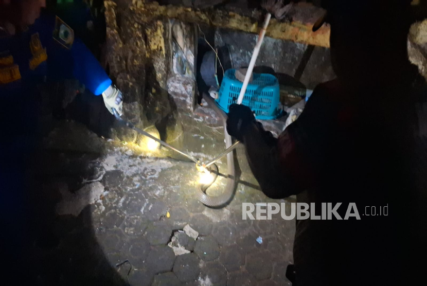 Warga Dikagetkan dengan Suara Mendesis, Ternyata Ular King Kobra Sepanjang Tiga Meter