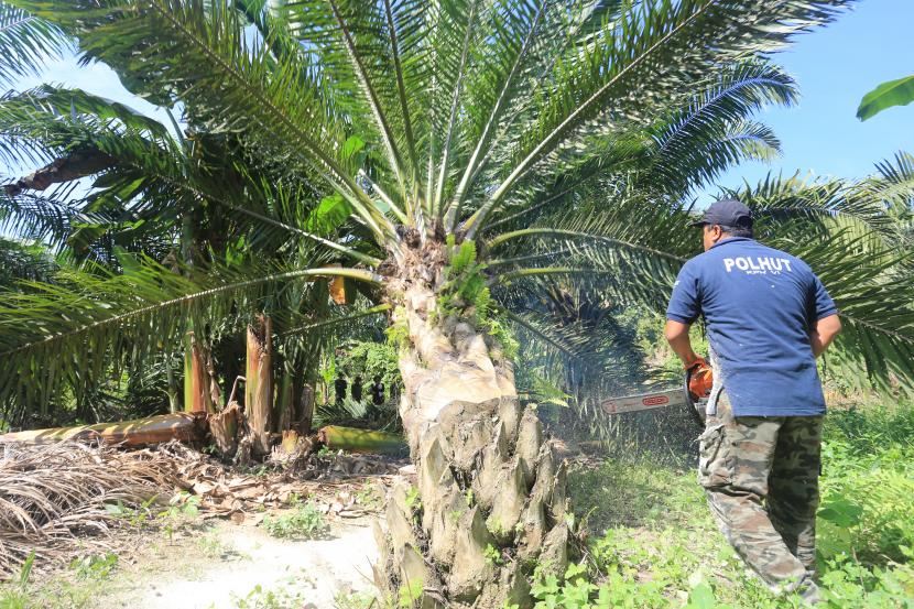 Petugas pengamanan hutan memotong pohon kelapa sawit yang berada di dalam Hutan Lindung (HL) Kawasan Ekosistem Leuser (KEL) di Desa Pasir Belo, Sultan Daulat, Kota Subussalam, Aceh, Kamis (8/4/2021). Data Forum Konservasi Leuser (FKL) menyebutkan, sejak awal 2018 sampai April 2021 telah melakukan pemusnahan 150 hektar dari 250 hektar pohon kelapa sawit ilegal yang berada di dalam kawasan hutan.