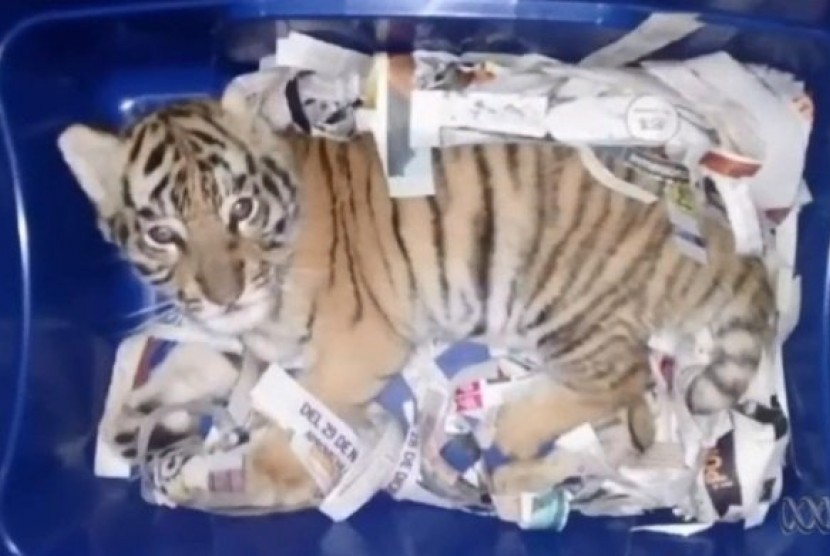 Petugas pengawas di Meksiko menemukan bayi harimau yang dikirim via pos.