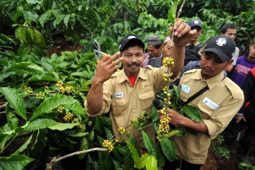 Petugas penyuluh lapangan menunjukan cara memanen kopi robusta kepada petani kopi saat sekolah lapangan di desa Ngarip, Ulu Belu, Tanggamus, Lampung.