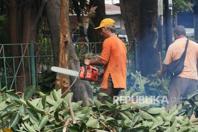 Petugas pertamanan kota sedang mencacah dahan-dahan pohon saat ditebang di taman kota di kisaran jalan Dermag.