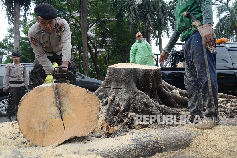 Petugas polisi dibantu petugas Dinas Pertamanan dan Permakaman Provinsi DKI Jakarta mengevakuasi pohon besar jenis akasia yang tumbang di Jalan Jenderal Sudirman, Jakarta, Senin (1/2).  (Republika/Yasin Habibi)