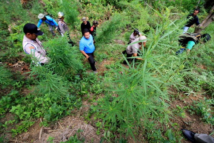 Ladang ganja (ilustrasi) 