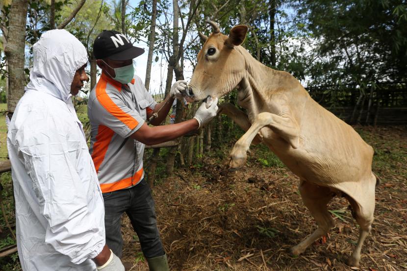 Petugas posko penanggulangan Penyakit Mulut dan Kuku (PMK) Kabupaten Aceh Besar memeriksa kesehatan sapi yang terjangkit PMK di Blang Bintang, Aceh Besar, Aceh, Selasa (31/5/2022). Majelis Ulama Indonesia (MUI) hari ini telah mengeluarkan fatwa terkait hewan ternak untuk Idul Adha. 