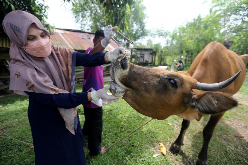 Petugas posko Penyakit Mulut dan Kuku (PMK) memeriksa dan mengobati sapi yang terinfeksi PMK (ilustrasi) 
