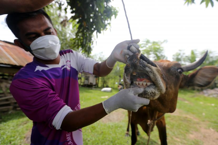 Petugas posko Penyakit Mulut dan Kuku (PMK) Pemkab Aceh Besar memperlihatkan mulut sapi milik warga yang luka akibat terinfeksi PMK saat melaksanakan pengobatan di Montasik, Aceh Besar, Aceh, Sabtu (21/5/2022). (ilustrasi)