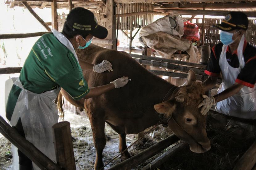 Petugas pusat kesehatan hewan (Puskeswan) menyuntikkan vaksin penyakit mulut dan kuku (PMK) ke hewan ternak sapi di Desa Siwalan, Gresik, Jawa Timur. Capaian vaksinasi penyakit mulut dan kuku (PMK) pada sapi di Jawa Timur sudah mencapai 99 persen, dimana sudah 380.000 lebih dosis vaksin yang disuntikkan dalam 30 hari. Koordinator Tim Pakar Satuan Tugas Penanganan PMK Prof Wiku Adisasmito menyatakan, saat ini Jatim kembali mendapatkan lagi 600.000 dosis vaksin PMK.