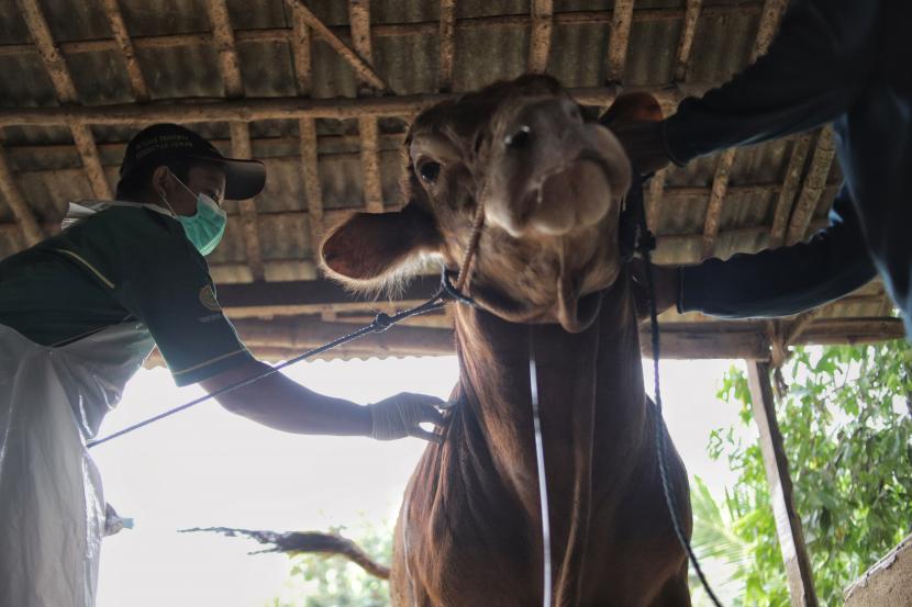 Petugas pusat kesehatan hewan (Puskeswan) menyuntikkan vaksin penyakit mulut dan kuku (PMK) ke hewan ternak sapi di Desa Siwalan, Gresik, Jawa Timur, Selasa (28/6/2022). Pemerintah setempat mendapat bantuan 3.000 dosis vaksin PMK dari pemerintah pusat guna mencegah penularan PMK di berbagai wilayah di Gresik.