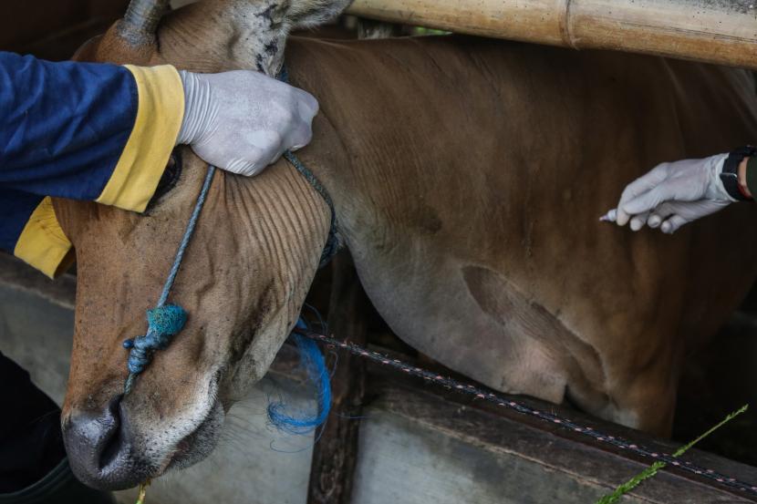 Petugas pusat kesehatan hewan (Puskeswan) menyuntikkan vaksin penyakit mulut dan kuku (PMK) ke hewan ternak sapi, (ilustrasi).