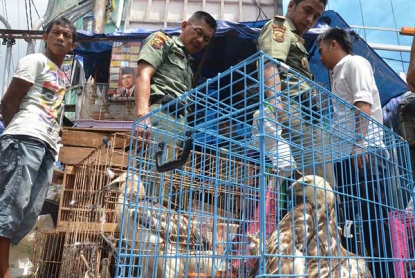 Petugas Satuan Polisi Hutan Reaksi Cepat (SPORC) BKSDA Sumsel mengamankan satwa dilindungi, Elang Laut (haliaeetus heucogaster) yang dijualbelikan pedagang di kawasan Pasar Burung 16 Ilir Palembang, Kamis (7/3).
