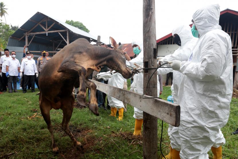 Petugas melakukan penyuntikan vaksin PMK terhadap sapi milik warga.