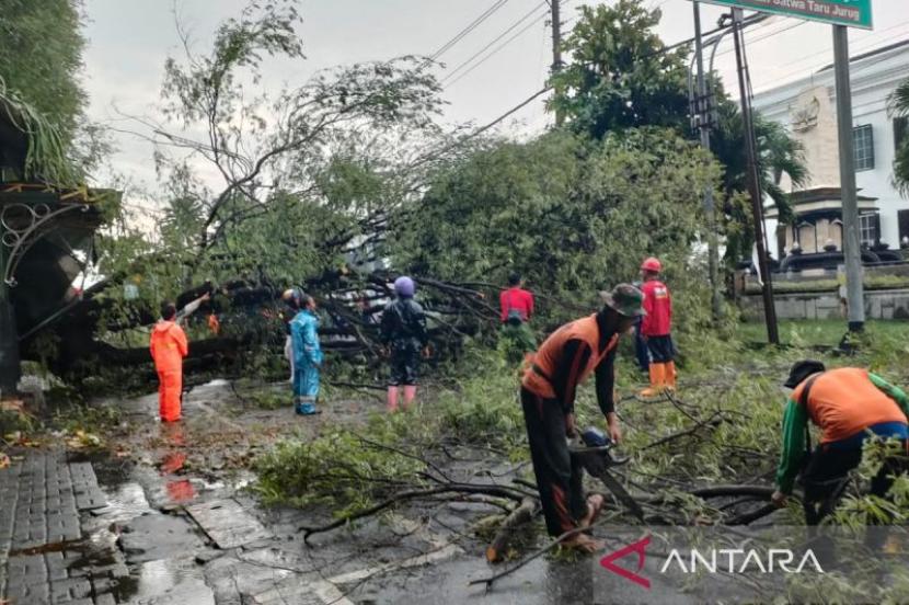 Petugas sedang memotong dahan pada pohon tumbang di Solo, Jawa Tengah, Rabu (3/1/2024).