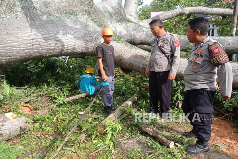 Petugas sedang mengevakuasi pohon Randu Gede yang tumbang di Jalan Letnan Sutejo, Kelurahan Margadadi, Kecamatan/Kabupaten Indramayu, Ahad (5/1/2025). 